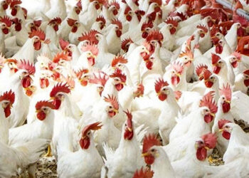 أسعار الدواجن والبيض في الأسواق اليوم السبت