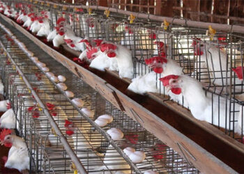 أسعار الدواجن والبيض في الأسواق اليوم الخميس