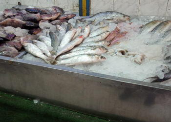 أسعار الأسماك في الأسواق اليوم الأحد
