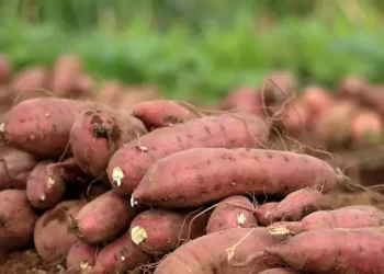فوائدها مذهلة…البطاطا المصرية تغزو أسواق أوروبا