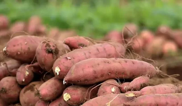 فوائدها مذهلة…البطاطا المصرية تغزو أسواق أوروبا