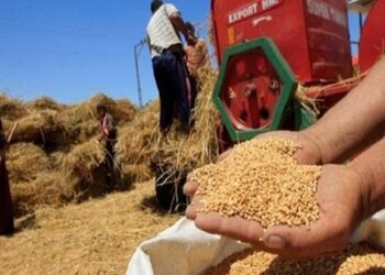 القمح الليلة ليلة عيده..انطلاق موسم القمح بسعر 2200 جنيه للأردب