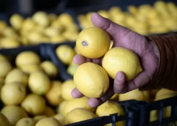 جنون الليمون..صدمة بشأن موعد انخفاض أسعاره
