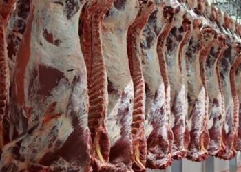 أسعار اللحوم الحمراء اليوم الخميس