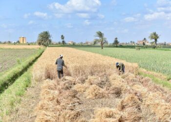 وزير التموين :استلام نحو 360 طنًا من القمح المحلي لموسم 2025 بمحافظة الفيوم