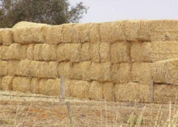 ابوصدام: ارتفاع أسعار التبن لا تبشر بالخير ..مطالبا بوقف تصديره