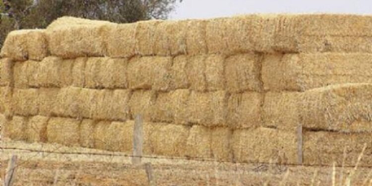 ابوصدام: ارتفاع أسعار التبن لا تبشر بالخير ..مطالبا بوقف تصديره