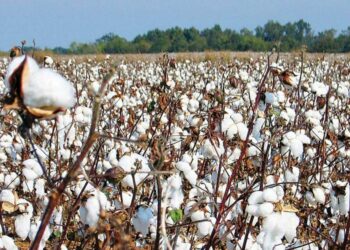 المالية تسدد 3 مليارات جنيه الأسبوع المقبل باقي مستحقات المزارعين الذين وردوا محصول القطن