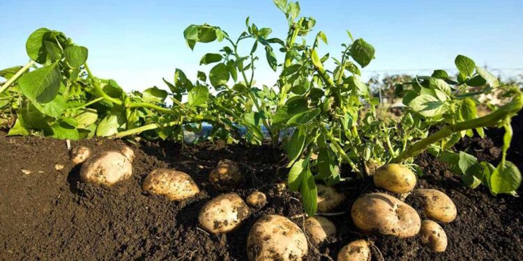 “الزراعة” تتابع عمليات حصاد البطاطس في المناطق الخالية من العفن البني في أجازة اعياد سيناء