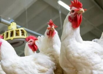 أسعار الدواجن والبيض في الأسواق اليوم الجمعة