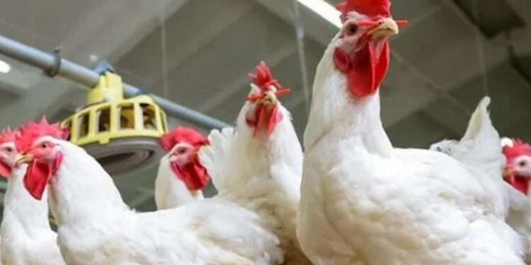 أسعار الدواجن والبيض في الأسواق اليوم الجمعة