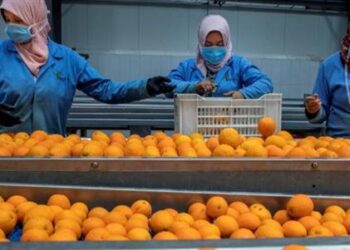 سلامة الغذاء: 250 ألف طن صادرات غذائية.. والسعودية أكبر الأسواق المستقبلة للصادرات الغذائية المصرية