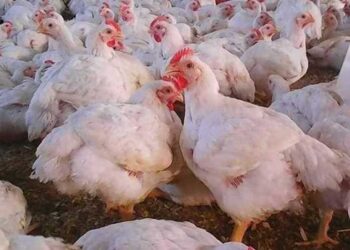 أسعار الدواجن والبيض في الأسواق اليوم الإثنين