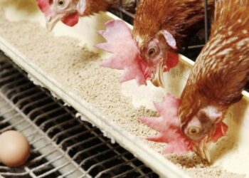 أسعار الدواجن والبيض في الأسواق اليوم الأحد