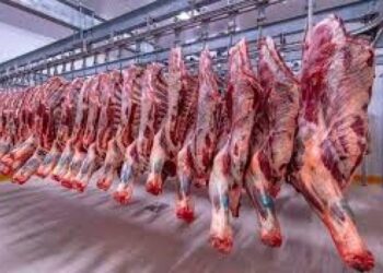 أسعار اللحوم الحمراء اليوم الخميس