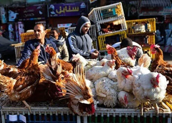 أسعار الدواجن والبيض في الأسواق اليوم الإثنين