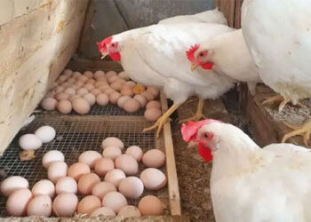 أسعار الدواجن والبيض في الأسواق اليوم الجمعة