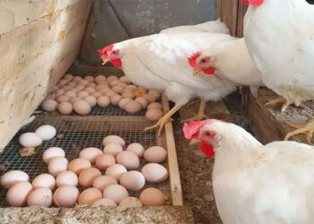أسعار الدواجن والبيض في الأسواق اليوم الجمعة