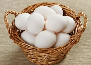 سعر البيض اليوم