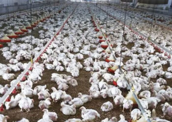 اتحاد منتجي الدواجن يكشف حقيقة شائعات نفوق 30% من الثروة الداجنة نتيجة وباء