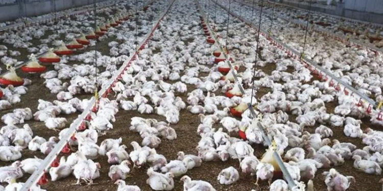 اتحاد منتجي الدواجن يكشف حقيقة شائعات نفوق 30% من الثروة الداجنة نتيجة وباء