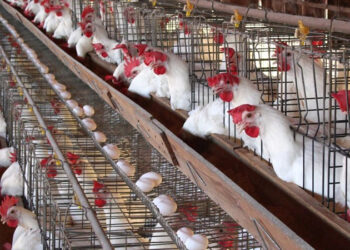 أسعار الدواجن والبيض في الأسواق اليوم السبت