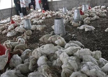 مجلس الوزراء يكشف حقيقة وجود متحورات وفيروسات وبائية منتشرة بين الدواجن