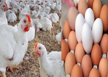 أسعار الدواجن والبيض في الأسواق اليوم السبت