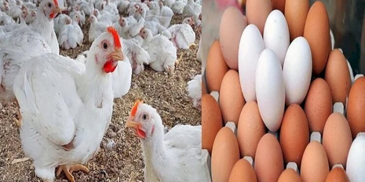 أسعار الدواجن والبيض في الأسواق اليوم السبت