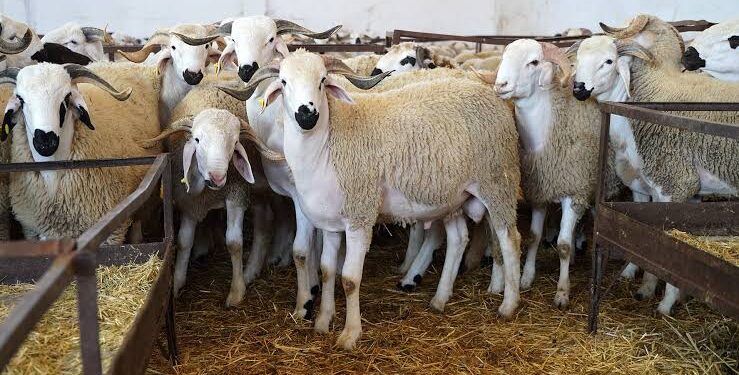 أسعار الأضاحي 2025 في مصر.. دليل شامل لاختيار الأفضل والاستعداد لعيد الأضحى