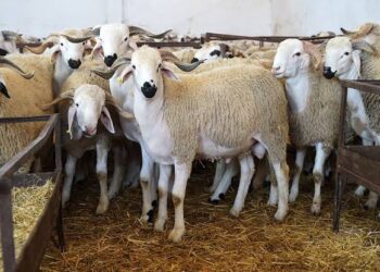 سعر الأضاحي