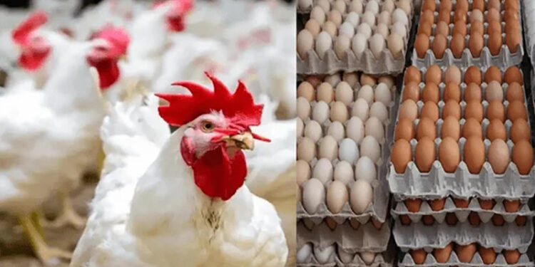 أسعار الدواجن والبيض