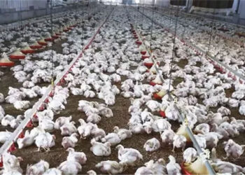 وزارتا &#8220;الصحة&#8221; و&#8221;الزراعة&#8221; ينفيان ما يتم تداوله من شائعات حول إصابة الدواجن بفيروس وبائي