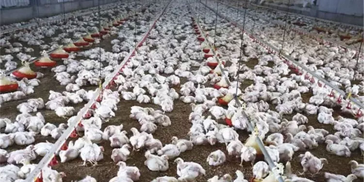 وزارتا “الصحة” و”الزراعة” ينفيان ما يتم تداوله من شائعات حول إصابة الدواجن بفيروس وبائي