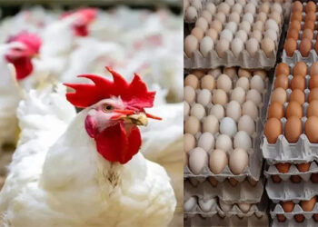 أسعار الدواجن والبيض في الأسواق اليوم الجمعة