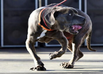 الوزراء يجري تعديل على قائمة أنواع الكلاب الخطرة