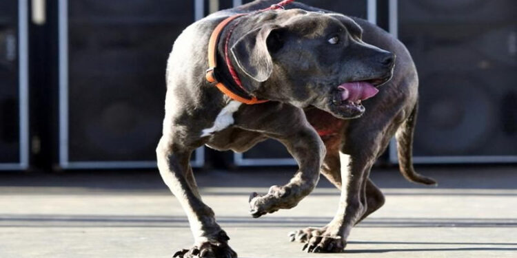 الوزراء يجري تعديل على قائمة أنواع الكلاب الخطرة