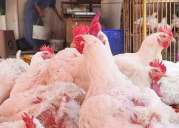 أسعار الدواجن والبيض في الأسواق اليوم الأحد