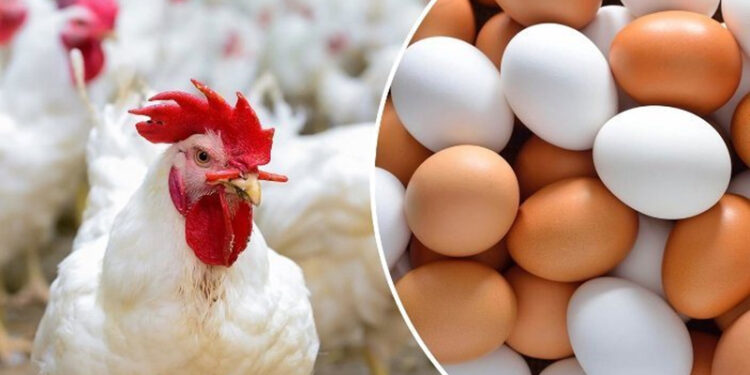 أسعار الدواجن والبيض في الأسواق اليوم السبت