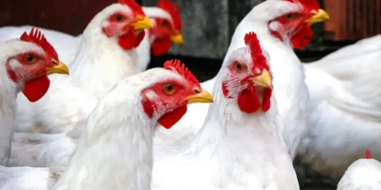 أسعار الدواجن والبيض في الأسواق اليوم الإثنين