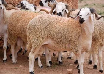 أسعار الأضاحي