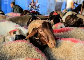 أسعار الأضاحي 2025