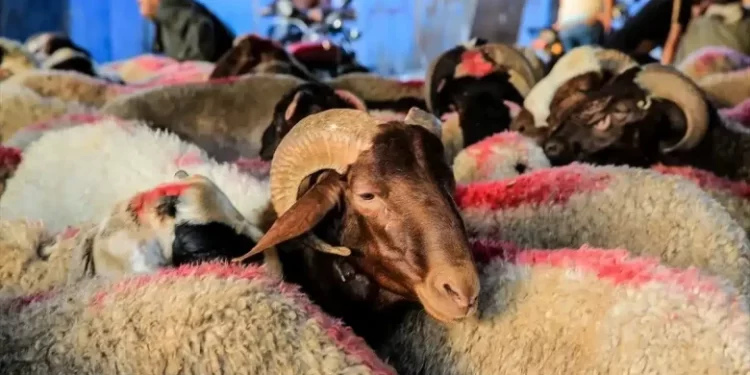 أسعار الأضاحي 2025