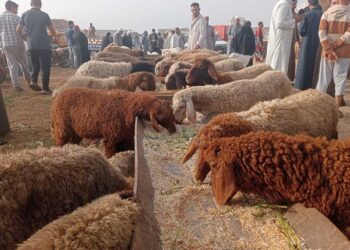 الأضاحي في مصر