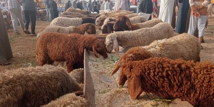 الأضاحي في مصر