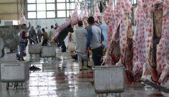 أهم الاستعدادات لعيد الأضحى المبارك في المجازر