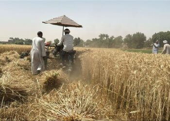 الزراعة: نستهدف الوصول لـ 10 مليون طن قمح هذا العام