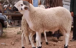 أسعار الأضاحي