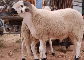 أسعار الأضاحي