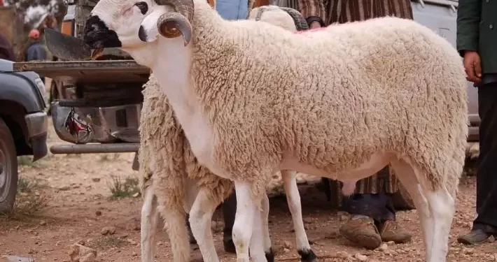 أسعار الأضاحي